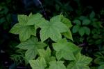 <img150*0:stuff/z/169023/More%2520Leaves.2/i1278632564_33.jpg>