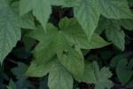 <img150*0:stuff/z/169023/More%2520Leaves.2/i1278632564_34.jpg>
