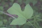 <img150*0:stuff/z/169023/More%2520Leaves.2/i1278632564_35.jpg>