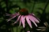 <img100*0:stuff/z/169023/More%2520Purple/i1278951083_20.jpg>