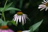 <img100*0:stuff/z/169023/More%2520Purple/i1278951084_40.jpg>