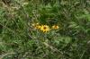<img100*0:stuff/z/169023/More%2520Sunflowers/i1278952229_2.jpg>