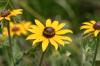 <img100*0:stuff/z/169023/More%2520Sunflowers/i1278952230_11.jpg>