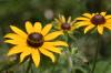 <img100*0:stuff/z/169023/More%2520Sunflowers/i1278952230_12.jpg>