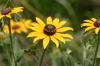 <img100*0:stuff/z/169023/More%2520Sunflowers/i1278952230_13.jpg>