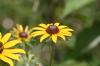 <img100*0:stuff/z/169023/More%2520Sunflowers/i1278952230_3.jpg>