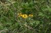 <img100*0:stuff/z/169023/More%2520Sunflowers/i1278952230_5.jpg>