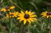 <img100*0:stuff/z/169023/More%2520Sunflowers/i1278952230_7.jpg>