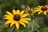 <img100*0:stuff/z/169023/More%2520Sunflowers/i1278952230_8.jpg>