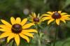 <img100*0:stuff/z/169023/More%2520Sunflowers/i1278952231_14.jpg>