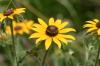 <img100*0:stuff/z/169023/More%2520Sunflowers/i1278952231_15.jpg>