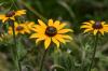 <img100*0:stuff/z/169023/More%2520Sunflowers/i1278952231_16.jpg>