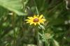 <img100*0:stuff/z/169023/More%2520Sunflowers/i1278952231_17.jpg>