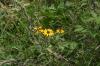 <img100*0:stuff/z/169023/More%2520Sunflowers/i1278952231_18.jpg>