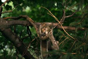 <img300*0:stuff/z/169023/More%2520squirrels/i1279821597_1.jpg>