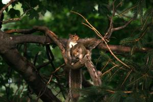 <img300*0:stuff/z/169023/More%2520squirrels/i1279821597_2.jpg>