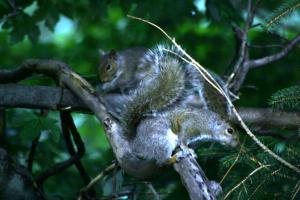 <img300*0:stuff/z/169023/More%2520squirrels/i1279821597_3.jpg>