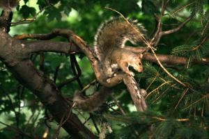 <img300*0:stuff/z/169023/More%2520squirrels/i1279821598_10.jpg>