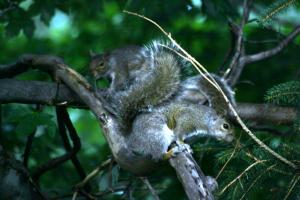 <img300*0:stuff/z/169023/More%2520squirrels/i1279821598_11.jpg>