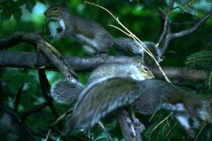 <img300*0:stuff/z/169023/More%2520squirrels/i1279821598_12.jpg>