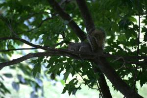 <img300*0:stuff/z/169023/More%2520squirrels/i1279821598_13.jpg>