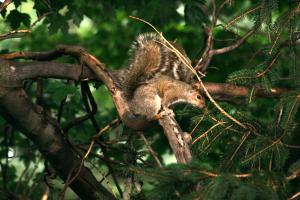 <img300*0:stuff/z/169023/More%2520squirrels/i1279821598_14.jpg>