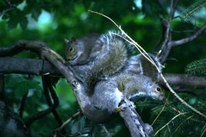 <img300*0:stuff/z/169023/More%2520squirrels/i1279821598_15.jpg>