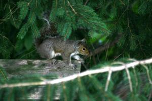 <img300*0:stuff/z/169023/More%2520squirrels/i1279821598_16.jpg>