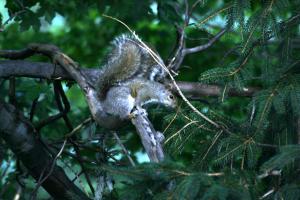 <img300*0:stuff/z/169023/More%2520squirrels/i1279821598_17.jpg>