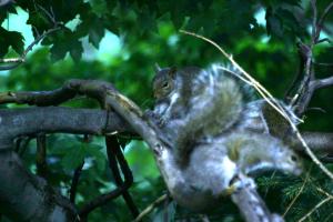 <img300*0:stuff/z/169023/More%2520squirrels/i1279821598_18.jpg>