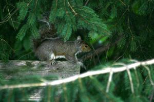<img300*0:stuff/z/169023/More%2520squirrels/i1279821598_19.jpg>