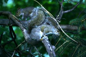 <img300*0:stuff/z/169023/More%2520squirrels/i1279821598_20.jpg>