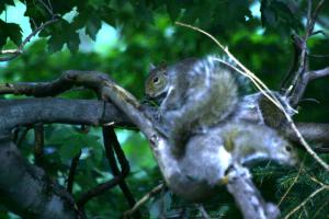 <img300*0:stuff/z/169023/More%2520squirrels/i1279821598_21.jpg>