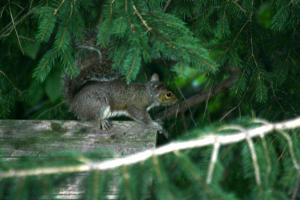 <img300*0:stuff/z/169023/More%2520squirrels/i1279821598_22.jpg>