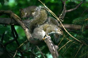 <img300*0:stuff/z/169023/More%2520squirrels/i1279821598_23.jpg>