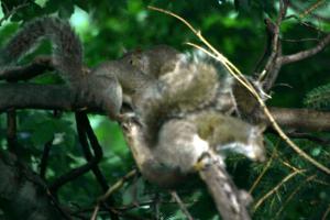 <img300*0:stuff/z/169023/More%2520squirrels/i1279821598_24.jpg>