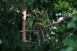 <img300*0:stuff/z/169023/More%2520squirrels/i1279821598_25.jpg>
