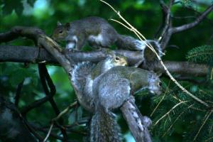 <img300*0:stuff/z/169023/More%2520squirrels/i1279821598_4.jpg>