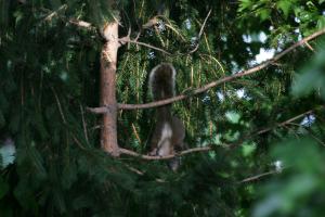 <img300*0:stuff/z/169023/More%2520squirrels/i1279821598_5.jpg>