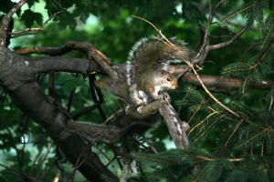 <img300*0:stuff/z/169023/More%2520squirrels/i1279821598_6.jpg>