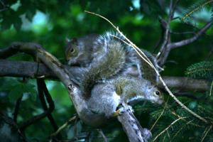 <img300*0:stuff/z/169023/More%2520squirrels/i1279821598_7.jpg>