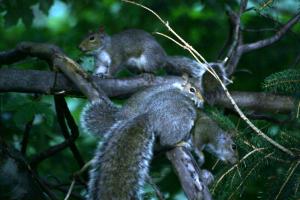 <img300*0:stuff/z/169023/More%2520squirrels/i1279821598_8.jpg>