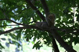 <img300*0:stuff/z/169023/More%2520squirrels/i1279821598_9.jpg>