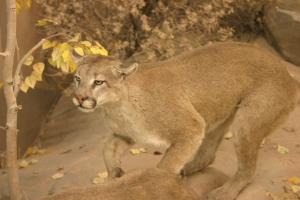 <img300*0:stuff/z/169023/Mountain%2520Lion/i1281726550_1.jpg>