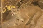 <img:stuff/z/169023/Mountain%2520Lion/i1281726550_1.jpg?y=100>