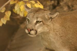 <img300*0:stuff/z/169023/Mountain%2520Lion/i1281726551_2.jpg>