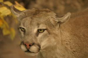 <img300*0:stuff/z/169023/Mountain%2520Lion/i1281726551_3.jpg>