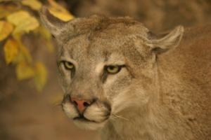 <img300*0:stuff/z/169023/Mountain%2520Lion/i1281726551_4.jpg>