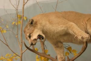 <img300*0:stuff/z/169023/Mountain%2520Lion/i1281726551_5.jpg>
