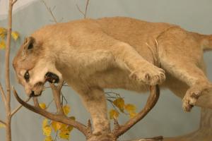 <img300*0:stuff/z/169023/Mountain%2520Lion/i1281726551_6.jpg>